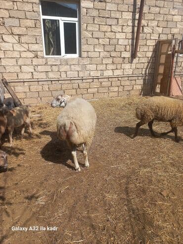 heyvan bazari inekler: Fermada yetişdirilmiş, müxtəlif rənglərdə olan qoyunlar. Sağlam və — 8