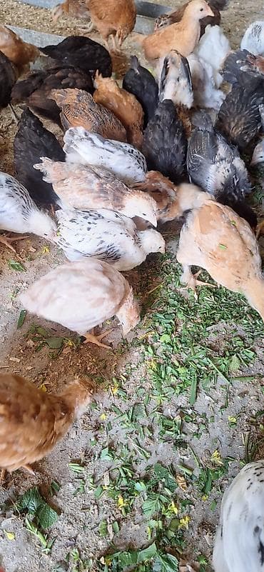 Cücələr: Toyuq cücələri, Damazlıq — 1