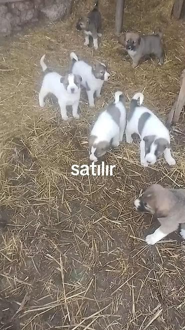 Məhsul: Balaca çoban itləri (yavru) Təsvir: - Şəkillərdə gördüyünüz