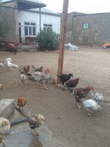 продажа птиц в баку: Hec bir xestelikleri yoxdu temiz heyvandilar 60 70 yaxin heyvanlardi — 3
