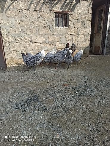 xoruz gence: Xoruz, il: 1, Ödənişli çatdırılma — 4