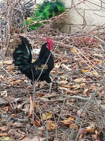 yasil bas ordek: Salam satilir riyal aliciya endirimde edecem 6 ayliqdir cidi wexsler — 2