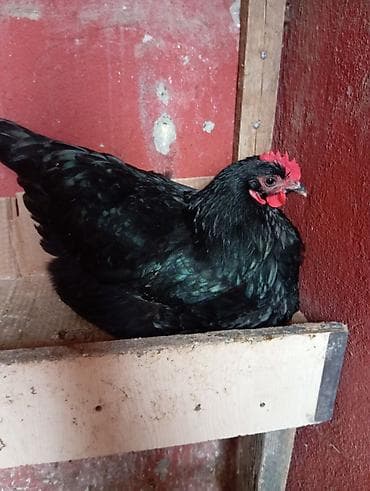 Atlar: Toyuq, Australorp, Damazlıq — 4