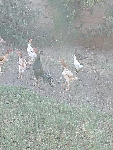 vendam kendi: Toyuq, Damazlıq — 5