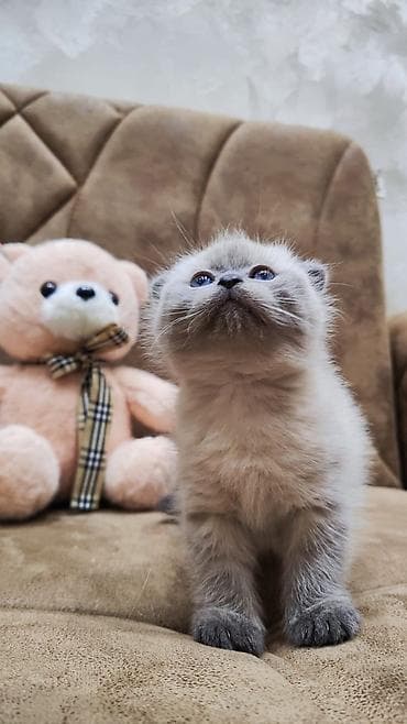 1 azn pişik: Şotland yastı qulaq — 2