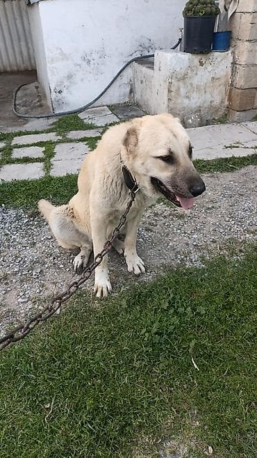 beta balığı qiymət: Alabay, 10 ay, Erkek, Cütləşmə üçün, Ünvandan götürmə — 3