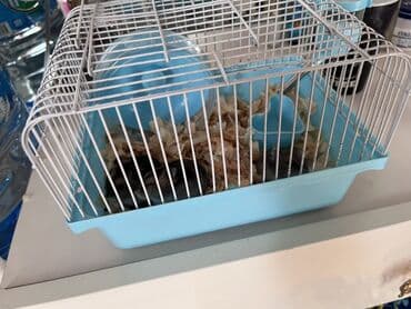 клетки для морской свинки: 3 Hamster 2 erkek 1 dişi və qəfəs dəsti — 3