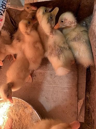 Məhsul: Ördək balaları Təsvir: - Şəkildə sarı-ağ tüklü, narıncı