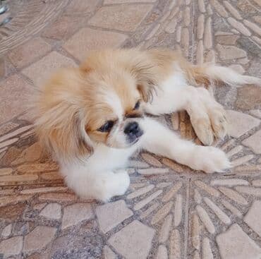 it növləri: Pekines, 2 ay, Erkek — 1