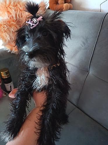 pudel: Pudel, 5 ay, Dişi, Ödənişli çatdırılma — 3