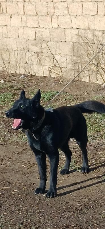 alman ovçarka: Alman çoban iti, 11 ay, Erkek, Peyvəndli — 2