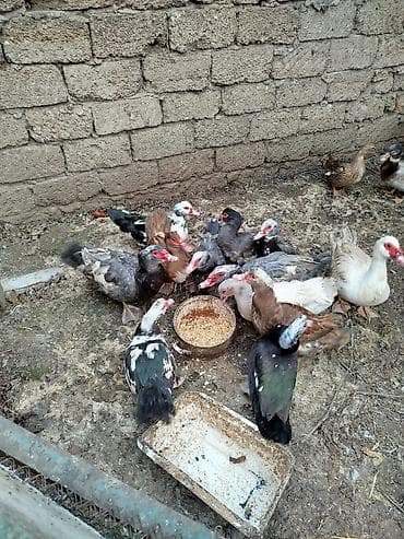 Toyuqlar: Yerli disilər 20 manat karicnivi goylər 25 manat goy ərkeylər 35 manat — 2