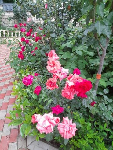 elmlerde evler: 300 kv. m, 8 otaq, Hovuzsuz, Kombi, Qaz, İşıq — 6