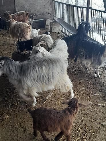 holstein inek satilir: Qoyun-keçi təsərrüfatı üçün müxtəlif cinsli keçilər və bala keçilər - — 3