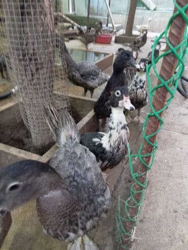 ördək balası və cücə: Misk ördəkləri – müxtəlif rəng və naxışlarda cavan balalar - Növ — 9