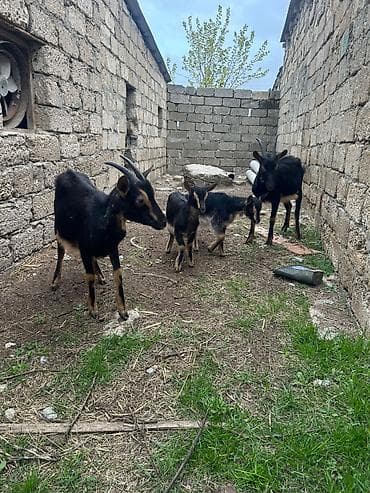 quzu: Angliskiy Alpinlə ober haşın mələzi ana-bala (balası dişidir,1-ci — 4