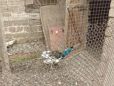 Gəmiricilər: Məhsul: Tovuz quşları (paun) Salam Bəzəkli cavan Təsvir: - Nadir rəng — 1