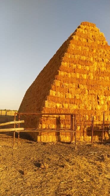 heyvan bazari inekler: Ot presi ela ottdu 8000 ed var tebbi otdu presler 1metrden az deyil — 1