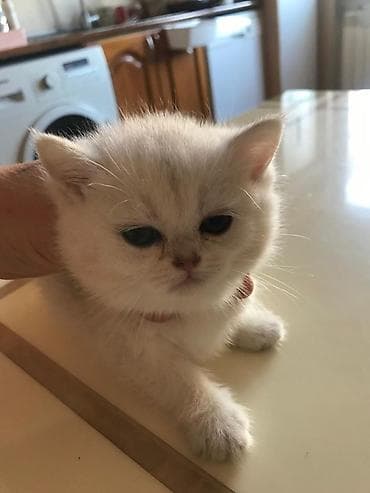 Heyvanlar üçün mallar: Şotland yastı qulaq — 5