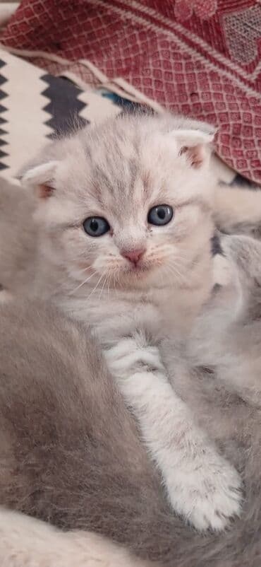 вислоухий кот цена: Шотладская вислоухая — 3