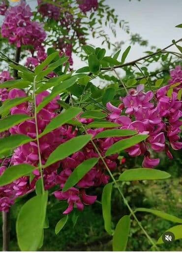 Üç rəng Akasiya satişda