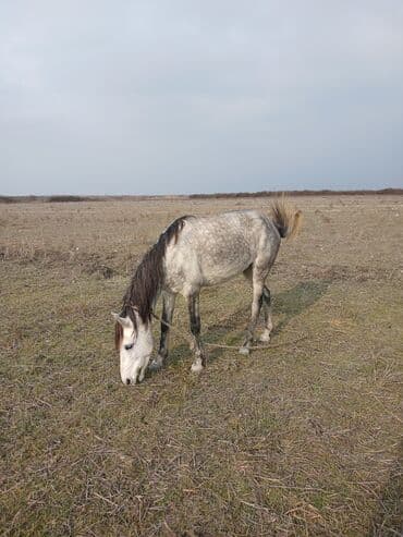 heyvan yemləri: Dişi, il: 4 — 4