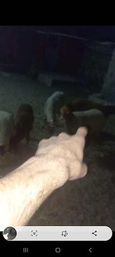 Козы, козлята: 2 çi Qarına Dişi Əkiz Bala ilə 1 isə 3 qarına Bağazdı doğacağ Noyabira — 2