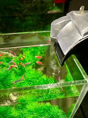 akvar: Akvarium dəsti 15balıq və dekorla biryerdə(gəmisiz) — 3