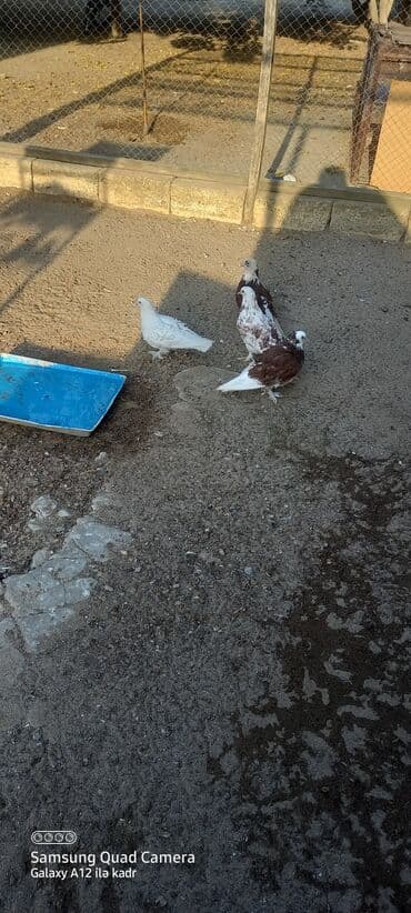 göyərçin yuvası: Salam qıvrımdı hamsi tərgizilir 2 cütdü 2 yumurta altında — 3