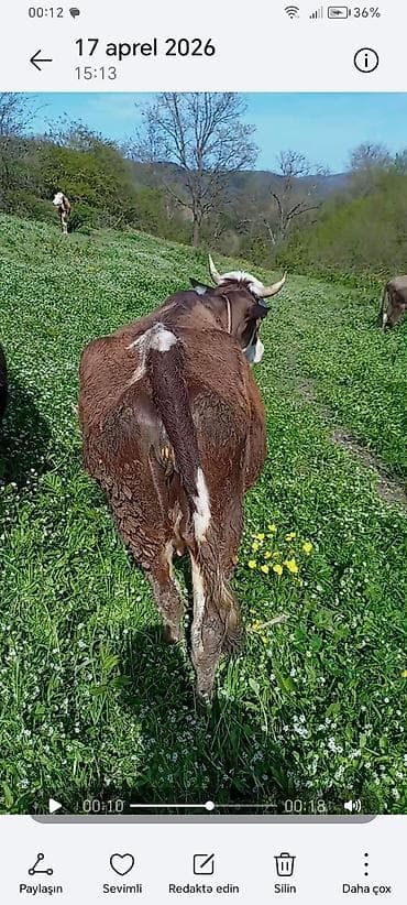 sağmal inek: 4 cü qarına boğaz inəy. Tam sağlam heyvandı. 1 ay 20 günə doğacaq. 7-8 — 2