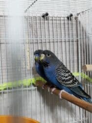 большая клетка для попугая: 🐦 Black face cavan cüt ilk balalar gəlir! 🐣 Rəngləri 💙 ciddi alıcı — 7