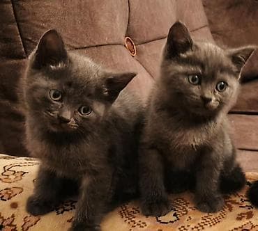 Boz tüklü, mavi gözlü iki şirin pişik balası. - Qısa, sıx və ipək