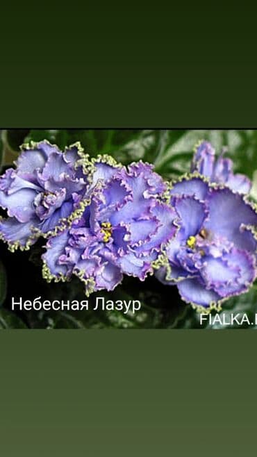 bənövşə gülü şəkilləri: Otaq bitkiləri — 4