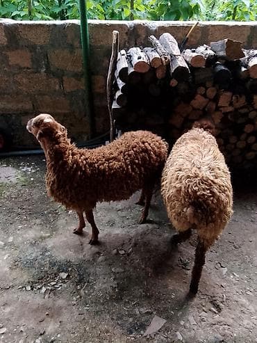 dovşan satılır: Salam aleykum quzular satılır ağ baş 290 manat o biri 330 manat — 7