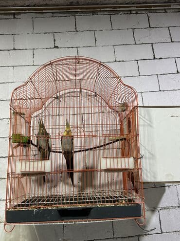 alman coban iti balaları: Nymph paraketləri (cockatiel) – cüt - Növ: Nymphicus hollandicus — 3