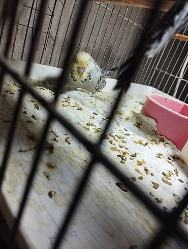 naxcivan heyvan elanlari: Jumbolar satilir,2 aylig balalardi biri mayadi 3 Erkey,qiymətlər — 6