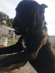 İtlər: Kane-Korso, Erkek — 5