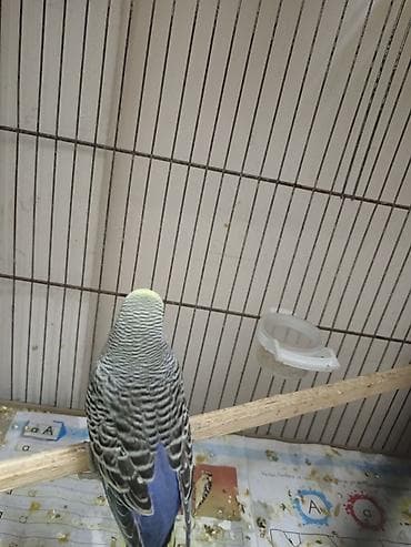 suda yaşayan heyvanlar: Məhsul: Dalmatin naxışlı, mavi-bənövşəyi tonlarda dalğalı papuqay — 2