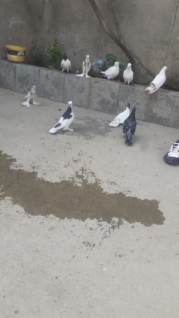 рынок животных в баку: Ev göyərçinləri – müxtəlif rəng və tipdə -9 ədəd göyerçindi tam — 3