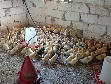 K/t heyvanları və malları: Pekin ördək balaları 20 günlük 5azn Çox alana endrim olacaq Ünvan — 4