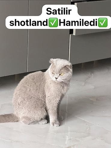 hamster satisi: Şotland, Dişi — 1