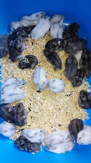 it balaca: Dwarf hamster balaları – müxtəlif rənglər - Növ: cırtdan — 6