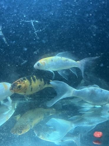 Koi, Sülhsevər