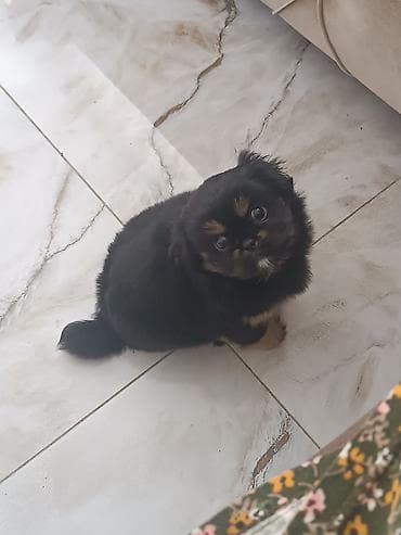 heyvan bazarı: Pekines — 3