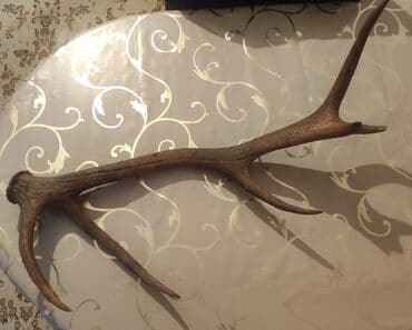 Süni güllər: Maral buynuzu 20 ildir məndədir - Material: təbii maral buynuzu - — 1