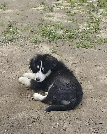 alman coban iti: Koker spaniyel, 2 ay, Dişi, Peyvəndli, Ödənişli çatdırılma — 2