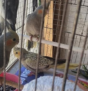 quş: Korella 35 manattan bozlar sarilar 45-50 Azn qefesde var 15-20 Azn — 2