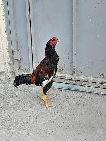 9 aylığdı qızğın heyvandı real alıcılar əlaqə saxlasın ünvan Masazır lalafo.az -da 9 aylığdı qızğın heyvandı real alıcılar əlaqə saxlasın ünvan Masazır