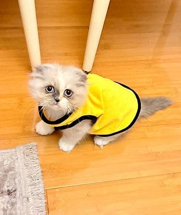 sinsilla pisik: Ev heyvanları üçün sarı rəngli geyim – kiçik ölçü - Model — 8