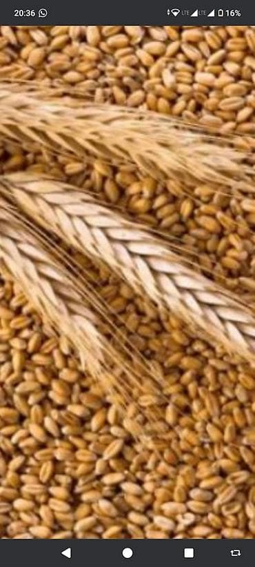 Şamaxıda yerli məhsul qara torpaqda yetişmiş arpa satılır ( heyvan